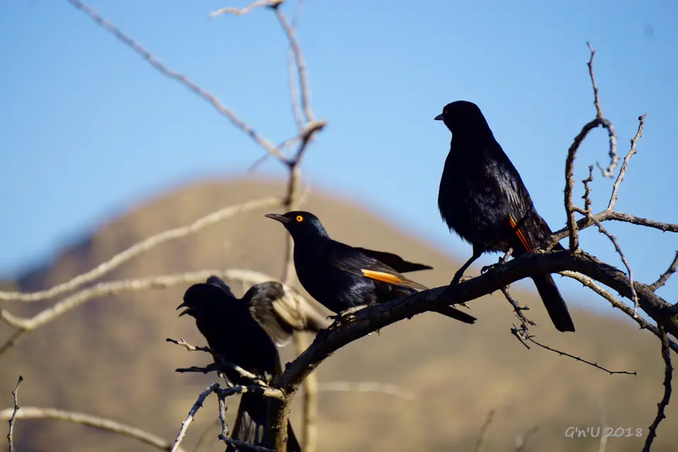 15-palewinged-starling.JPG
