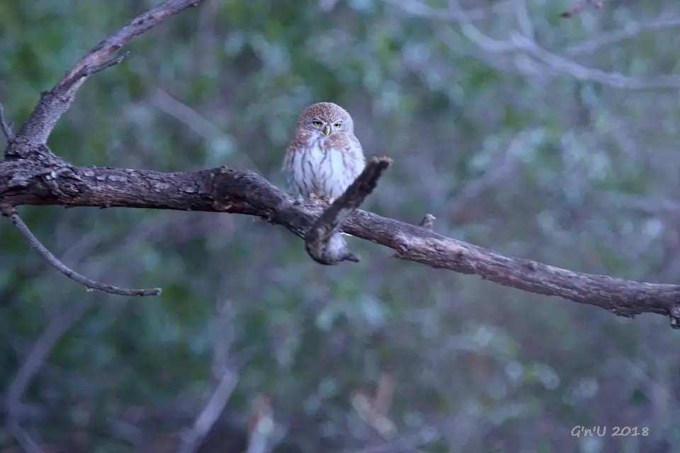 15-pearlspotted-owlet.JPG