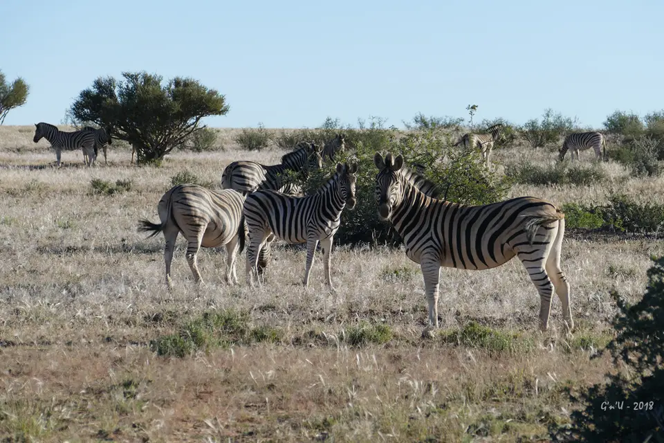 17-zebra.jpg