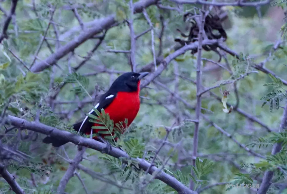 18-redbreasted-shrike.JPG