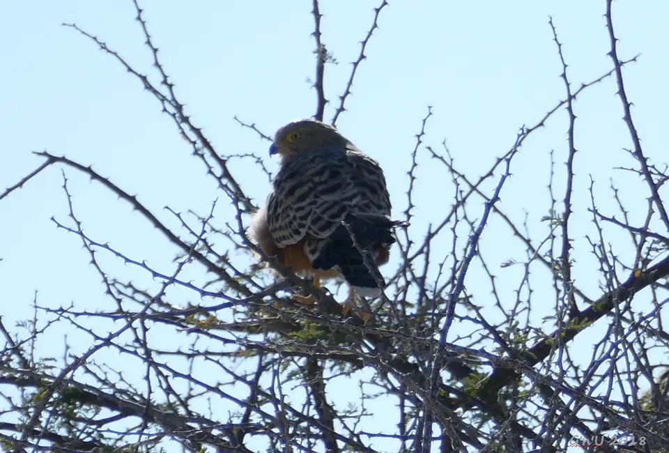 1lesserkestrel.JPG