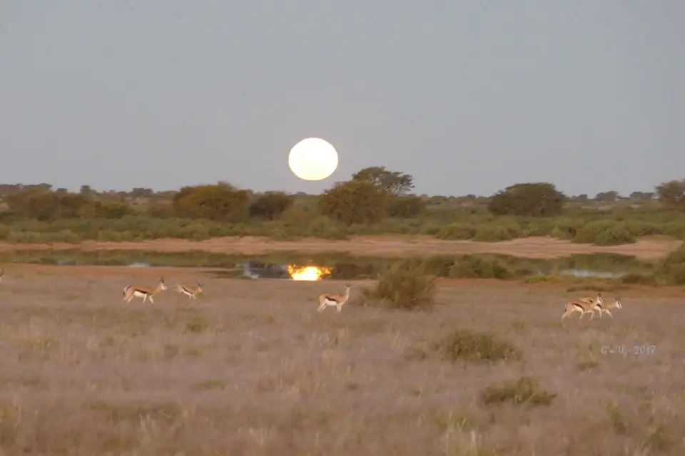 21-mond-springbock.jpg
