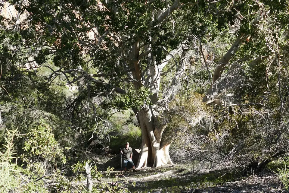 27-kleiner-baum.jpg