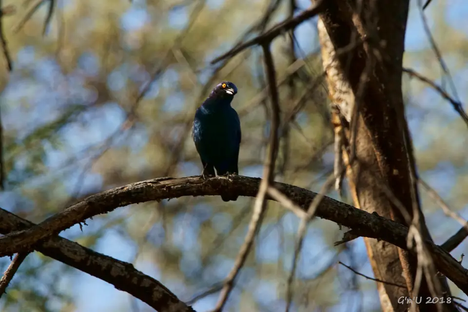 27-palewinged-starling.JPG