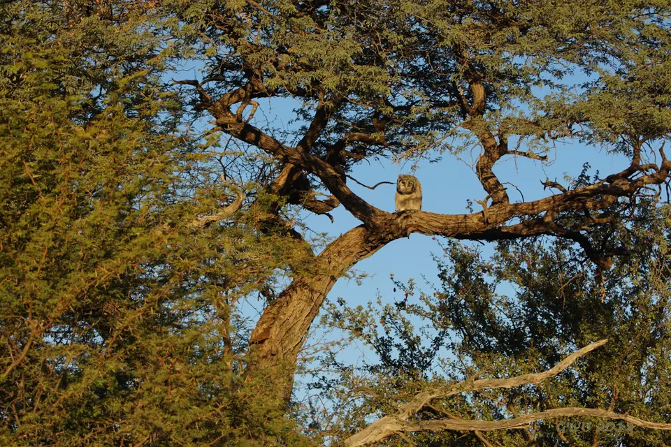 27-verrauxs-eagleowl.JPG