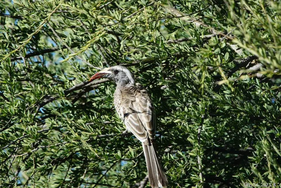 31-african-grey-hornbill.JPG