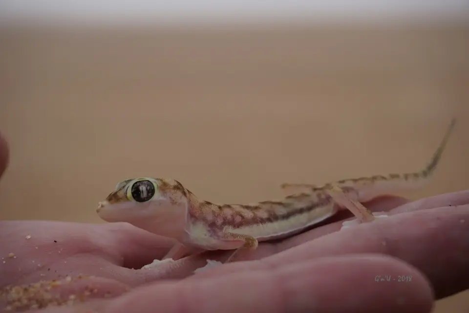 32-gecko.jpg