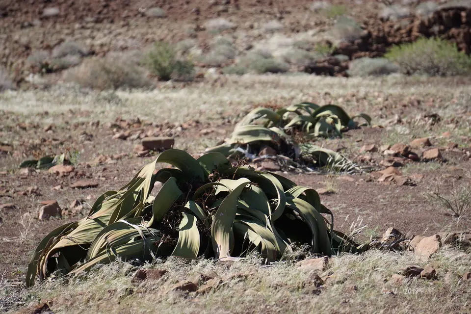 34-welwitschia.jpg