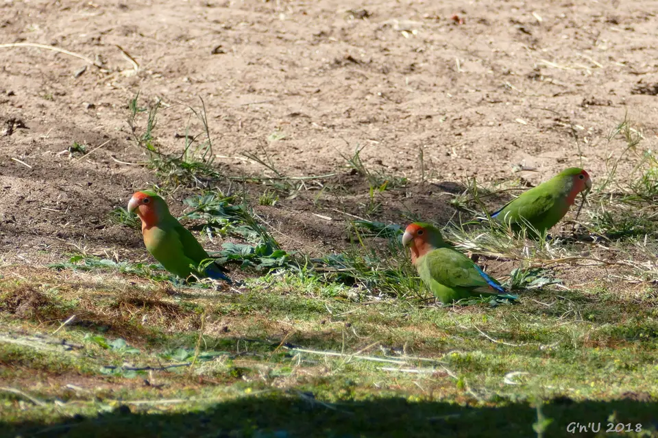 35-lovebirds.JPG