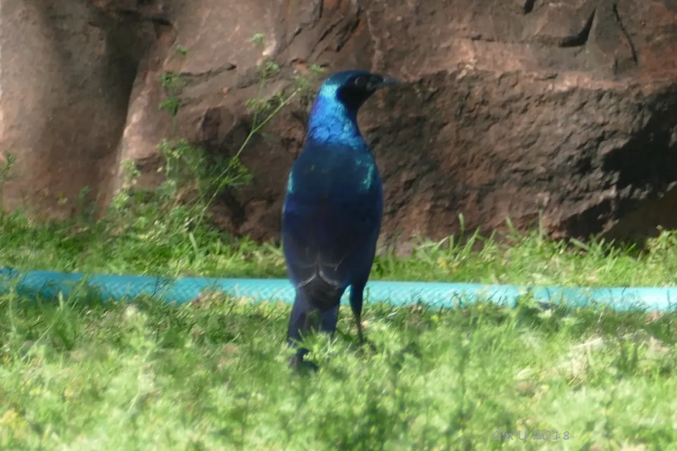 44-burchells-starling.JPG