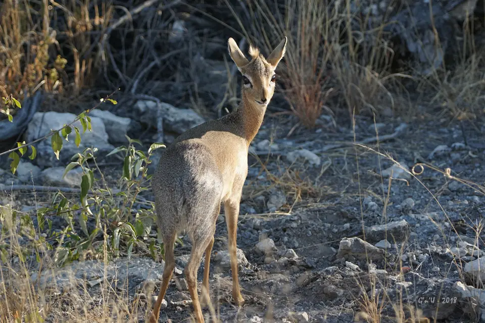51-damara-dikdik.jpg