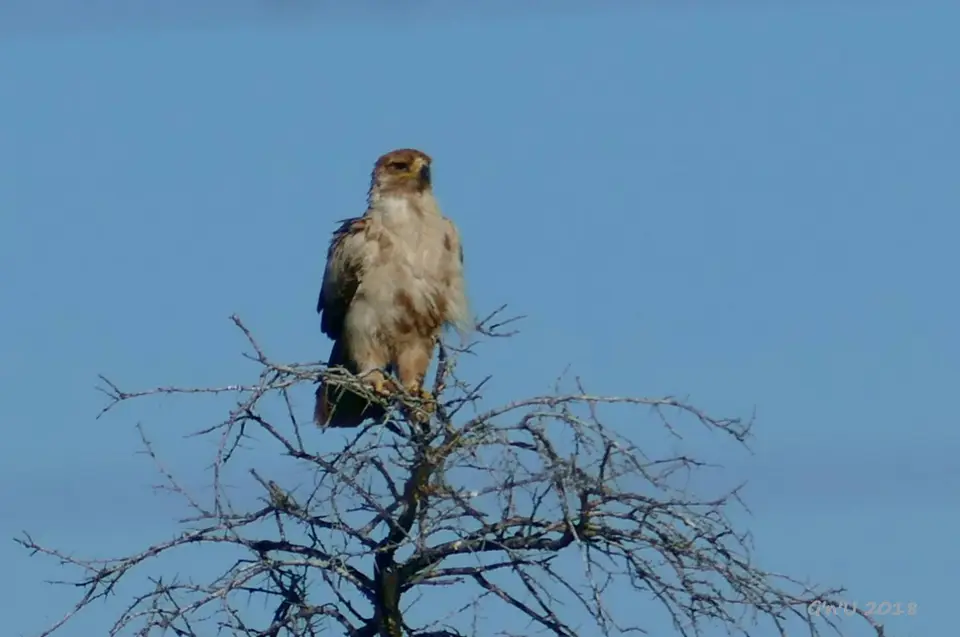 72-tawny-eagle.JPG