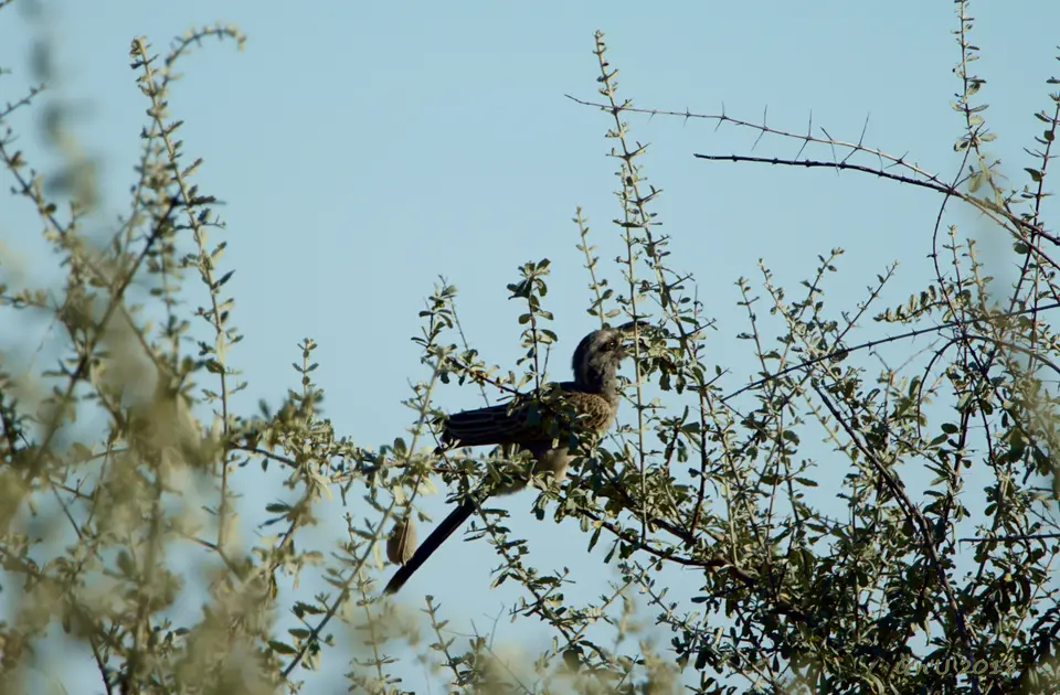 africangreyhornbill.JPG