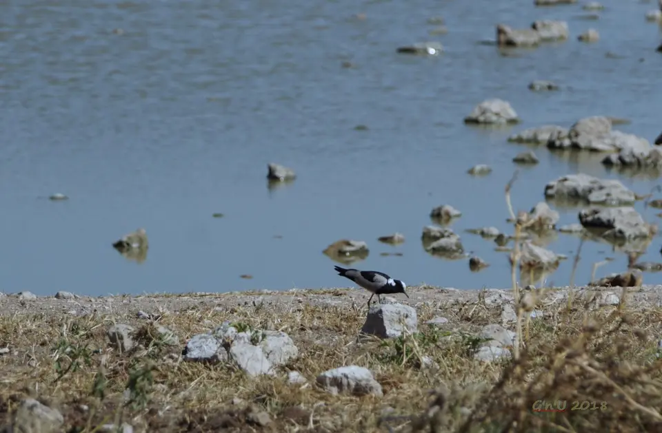 blacksmithlapwing.JPG