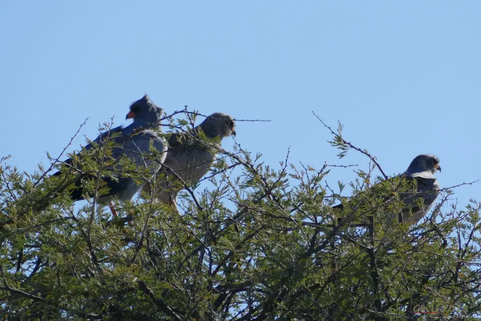 gabargoshawk.JPG