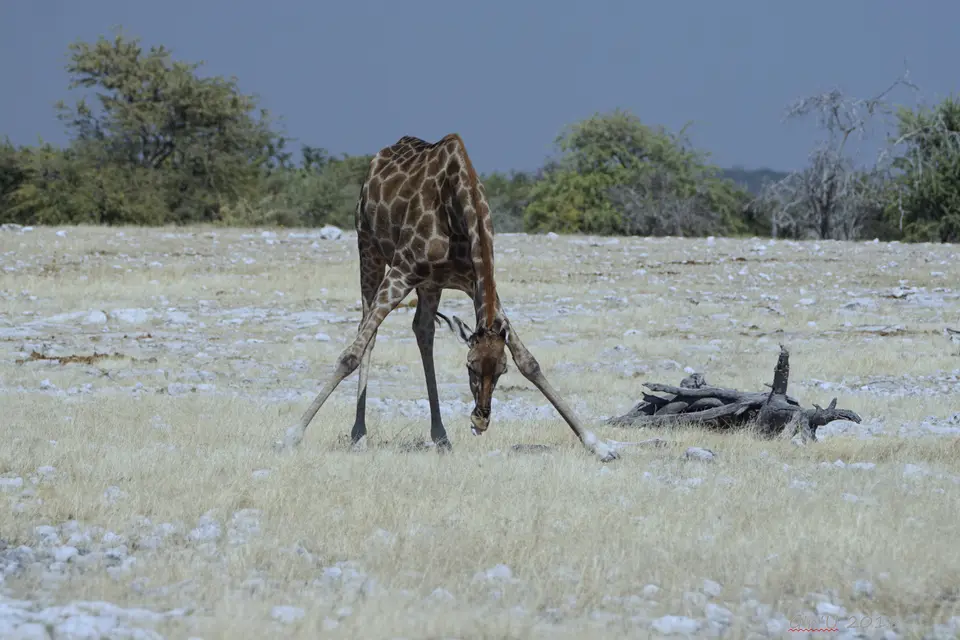 giraffe.JPG