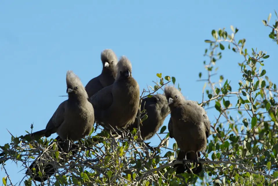 goaway-birds.JPG
