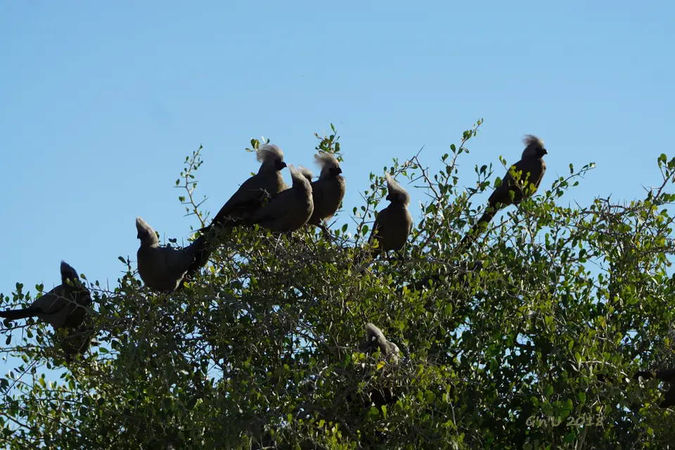 goawaybirds.JPG