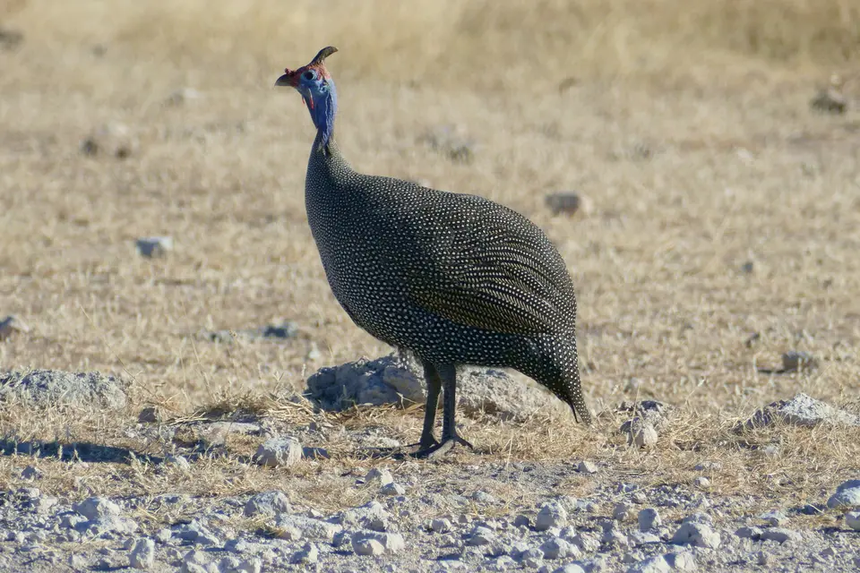 helmeted-guieafowl.JPG