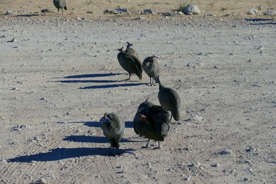 helmetedguieafowls.JPG