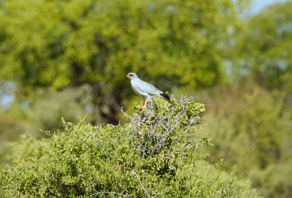 palechantinggoshawk.JPG