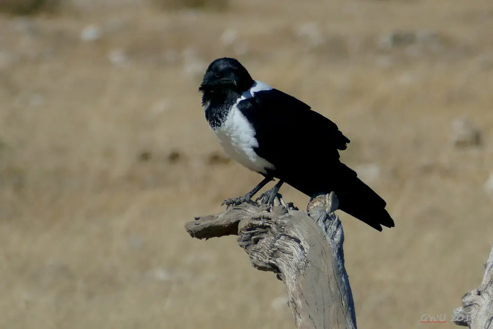 piedcrow-2.JPG