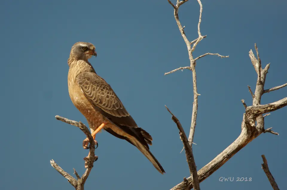 rock-kestrel.JPG