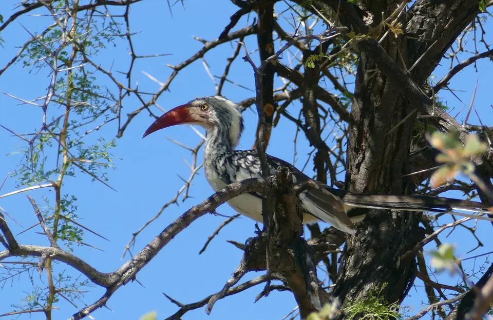 southernredbilledhornbill.JPG