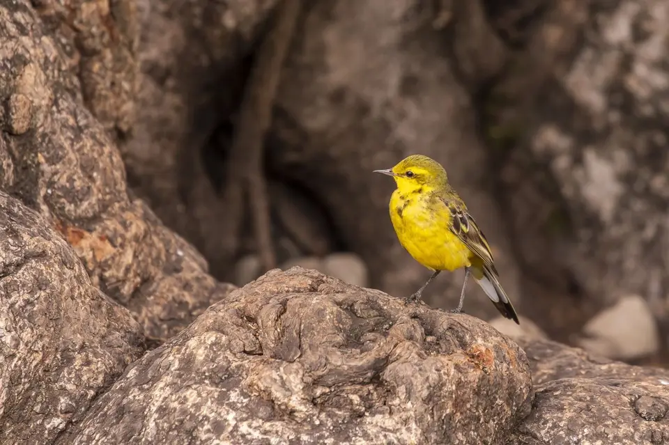 littleYellowFlycatcher.jpg