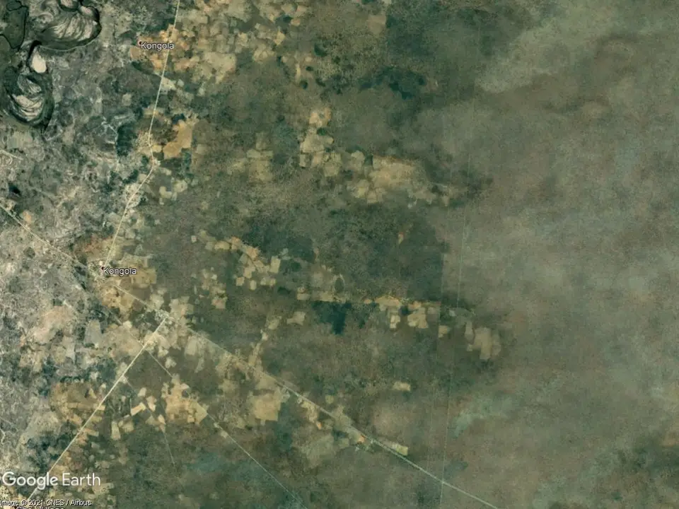 kongola1.jpg