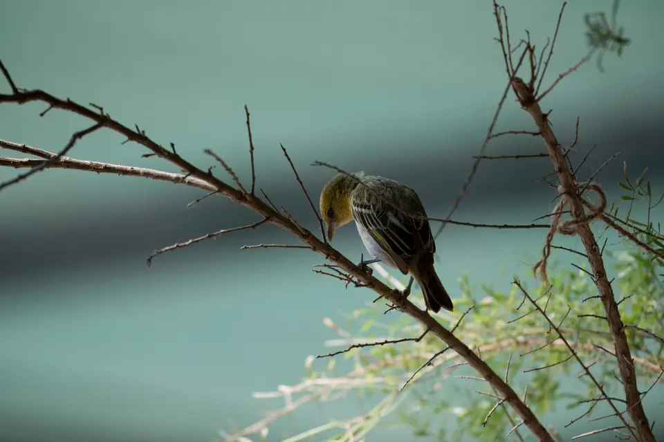 0073-SouthernMasked-Weaver.jpg