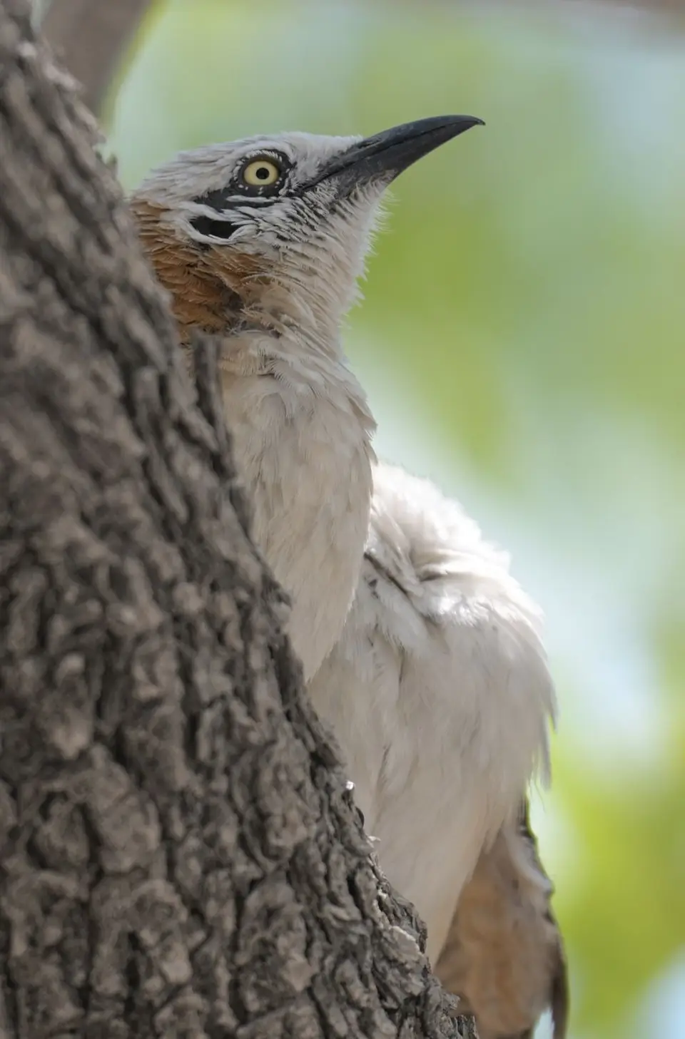 0617_Bare-checkedBabbler_449.JPG