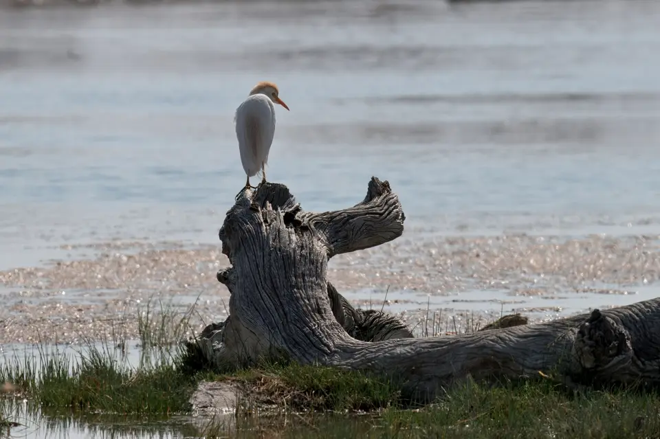 0643_WesternCattleEgret.JPG