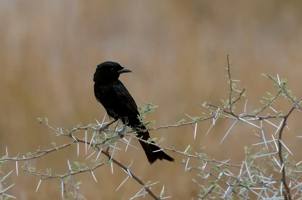 0736_ForkedtaledDrongo.JPG