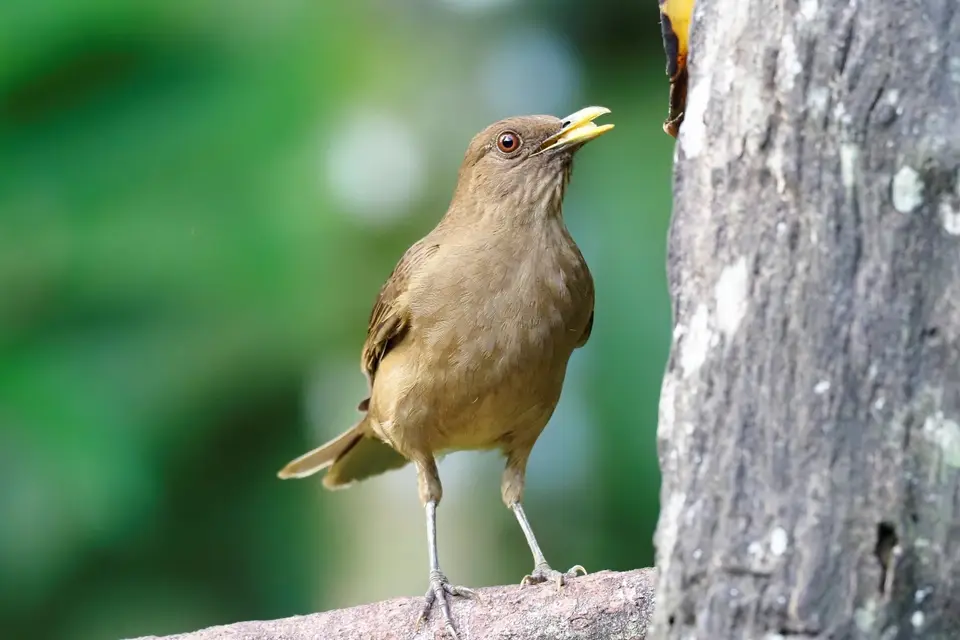 004CostaRicaNov2021RastplatzaufdemWegzumTortugueroNP-clay-coloredthrush.JPG