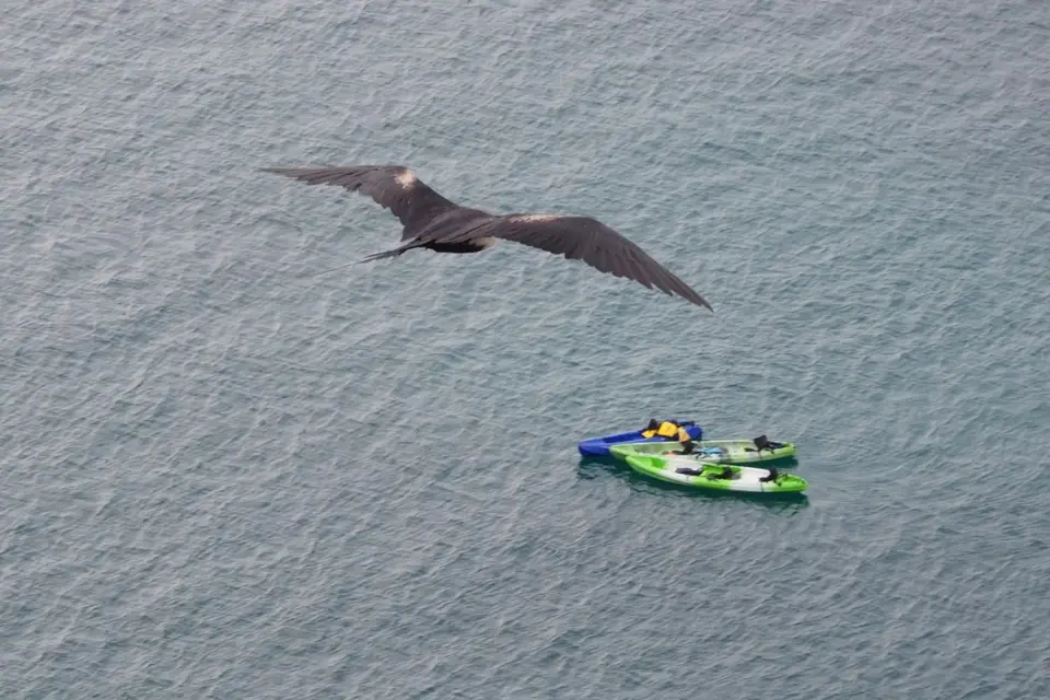 010EquadorNov2023-GalapagosSanCristobal-Fregattvogel.JPG