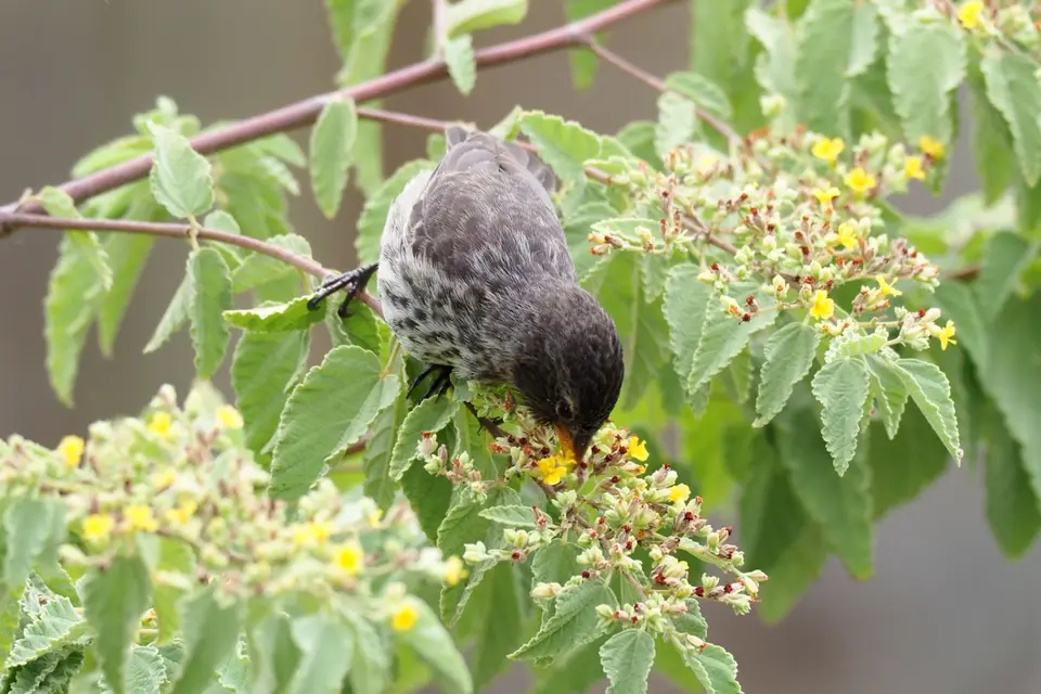 022EquadorNov2023-GalapagosSanCristobal-GroundFinch.JPG