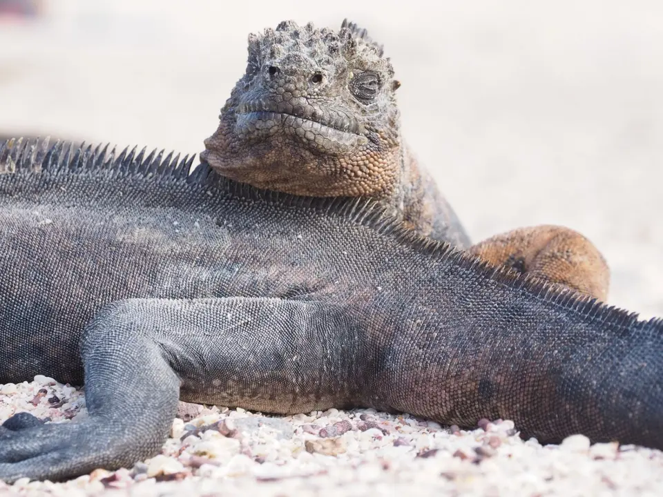 023EquadorNov2023-GalapagosSanCristobal-Meerechse.JPG