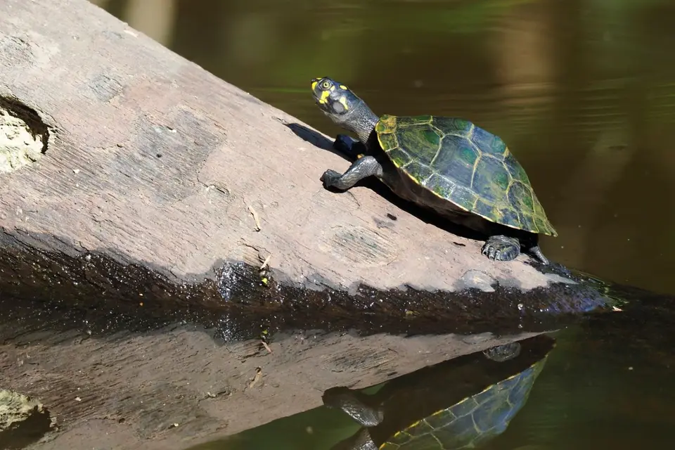 030EcuadorNov2023-YasuniNP-Schildkröte.JPG