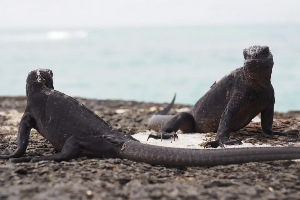 031EquadorNov2023-GalapagosIsabela-Meerechse.JPG