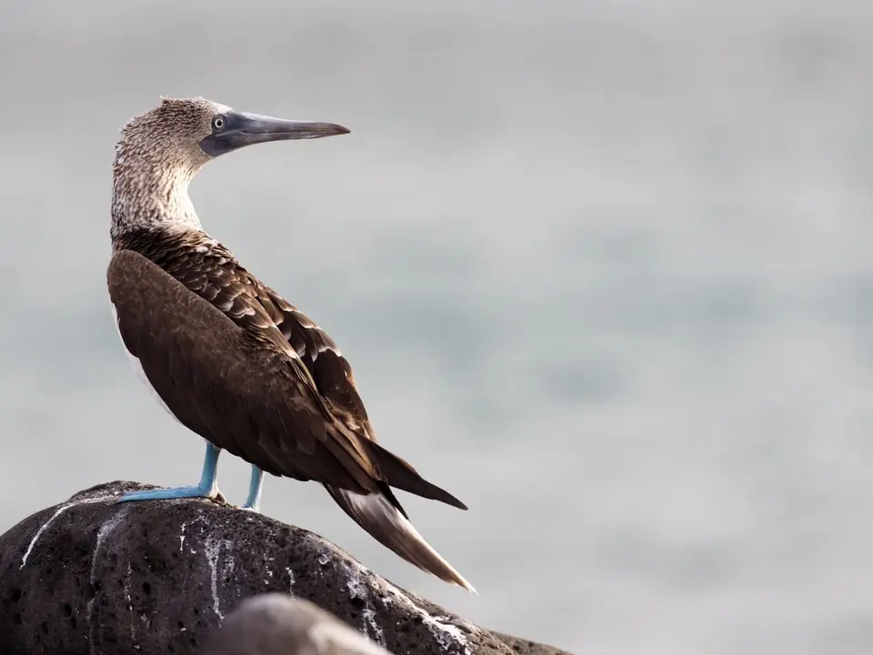 040EquadorNov2023-GalapagosSanCristobal-Blaufusstölpel.JPG
