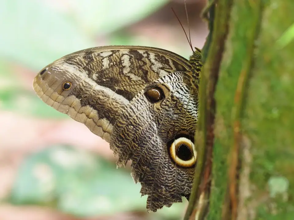 047EcuadorNov2023-YasuniNP-Schmetterling.JPG