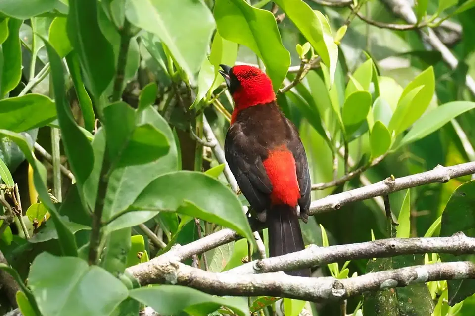 058EcuadorNov2023-YasuniNP-CrimsonTanager.JPG