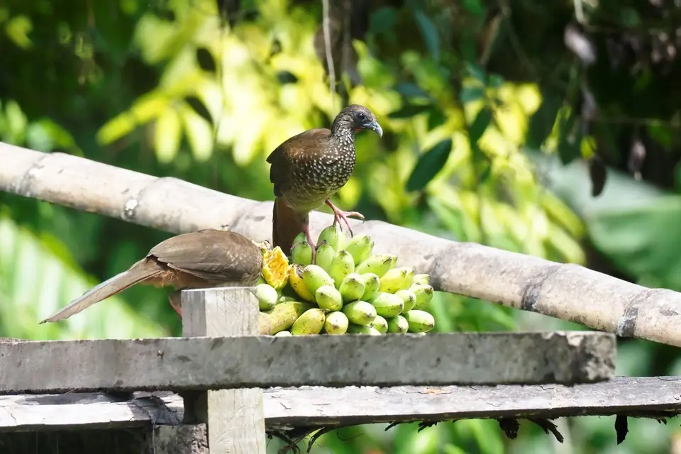 060EcuadorNov2023-YasuniNP-Chachalaca.JPG
