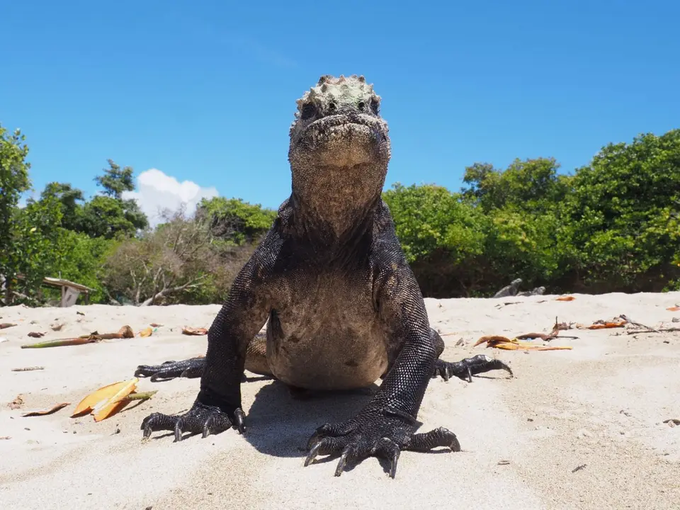 063EquadorNov2023-GalapagosIsabela-Meerechse.JPG