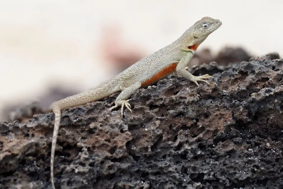 070EquadorNov2023-GalapagosSanCristobal-Lavaechse.JPG