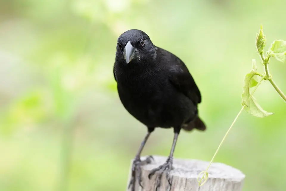 074EquadorNov2023-GalapagosIsabela-GroundFinch.JPG