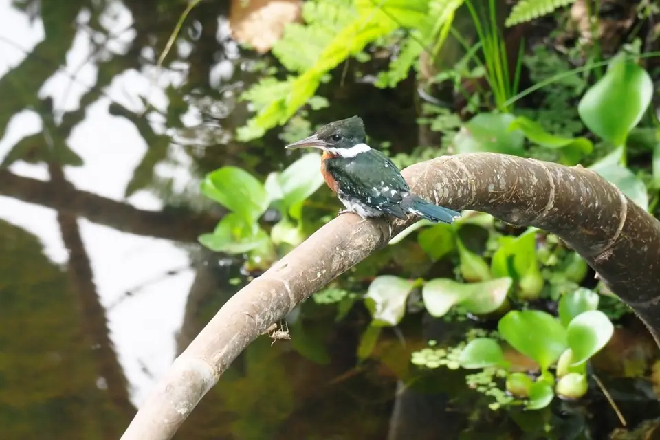 078EcuadorNov2023-YasuniNP-AmazonKingfisher.JPG
