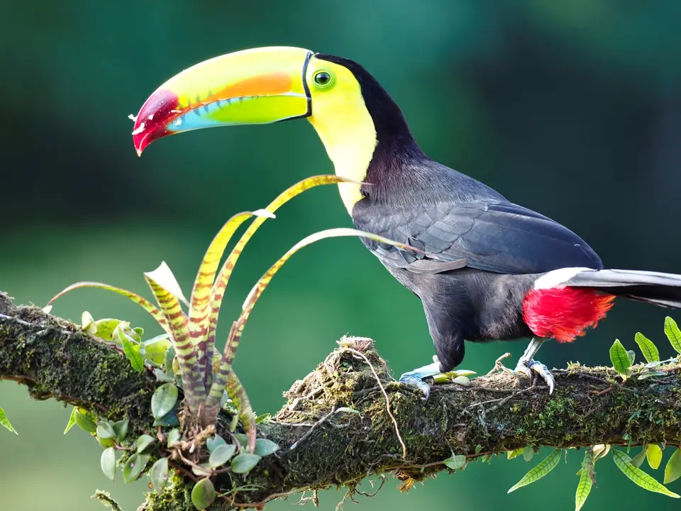 080CostaRicaNov2021BocaTapadaLagunadelLargatoLodge-keel-billedtoucanFischer-Tukan.JPG