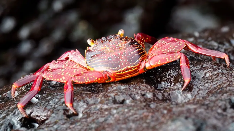 080EquadorNov2023-GalapagosSanCristobal-Krabbe.JPG